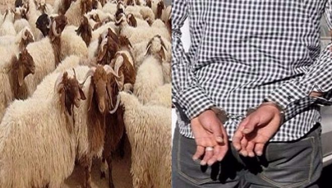 عناصر الدرك الملكي بسيدي بنور تتمكن من توقف عصابة “الفراقشية”التي روعت منطقة بوحمام