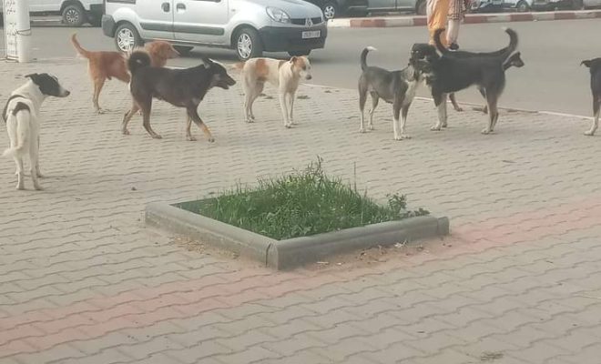 انتشار الكلاب الضالة بالزمامرة يثير استياء المواطنين، وسط مطالب بتدخل الجهات الوصية وحماية المدينة منها