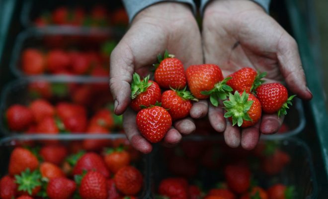 وزارة الفلاحة والصيد البحري تنفي الشائعات الرائجة حول عدم سلامة الفراولة.