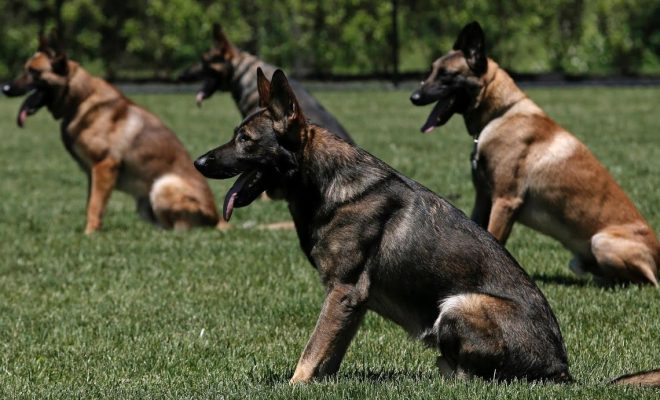 تربية الكلاب بالمغرب: كيف تسلّلت هذه الثقافة إلى حياة المغاربة؟