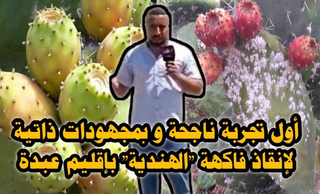 من بعد ما الحشرة القرمزية قضات على “الهندية”من إقليم آسفي… استطاع هد الفلاح انو يدير نقلة جديدة و يعتق الكرموس البلدي الأصلي من الانقراض