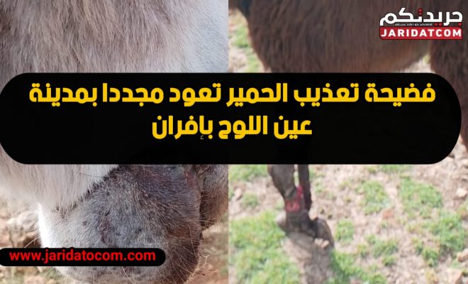 فضيحة تعذيب الحمير تعود مجددا بمدينة عين اللوح بإفران