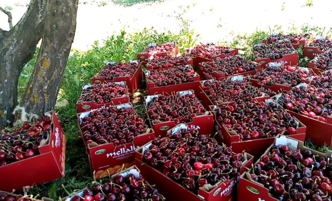 عين اللوح ضعف في إنتاج فاكهة الكرز  هذه السنة