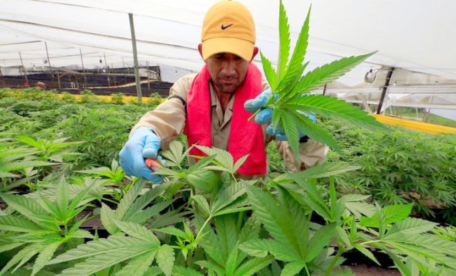 زراعة القنب الهندي.. خبير: العفو الملكي مبادرة إنسانية تتماشى مع التحولات الاقتصادية والاجتماعية