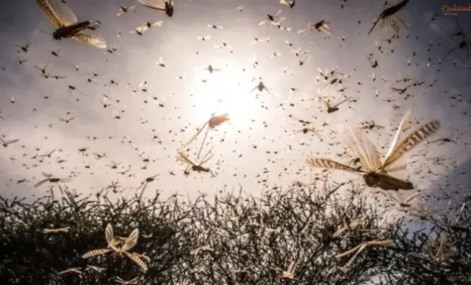 المغرب يستعد لمواجهة تهديد الجراد الصحراوي القادم من الجزائر.