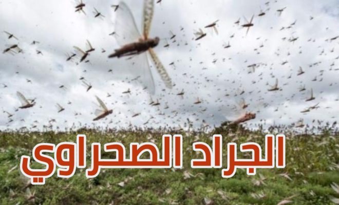 تعزيز جاهزية المغرب لمواجهة تهديد الجراد في المناطق الجنوبية الشرقية.