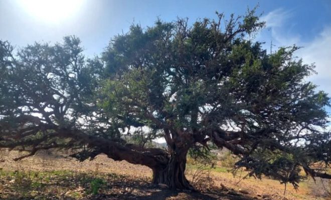 شجرة الأركان بإقليم اشتوكة أيت باها.. كنز بيئي مهدد ومسؤولية حمايته تقع على عاتق الجميع.