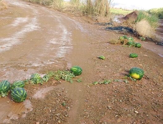 سيول مفاجئة في زاكورة تتلف محاصيل البطيخ.. و الفلاحون يطالبون بتعويضات