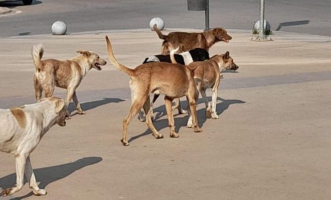 جماعة سيدي بيبي توضح حقيقة حكم قضائي بتعويض 18 مليون سنتيم بسبب كلب