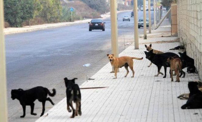 مصرع طفل بين أنياب الكلاب الضالة يعيد الجدل حول فوضى تدبير الصحة والسلامة في المجال الترابي